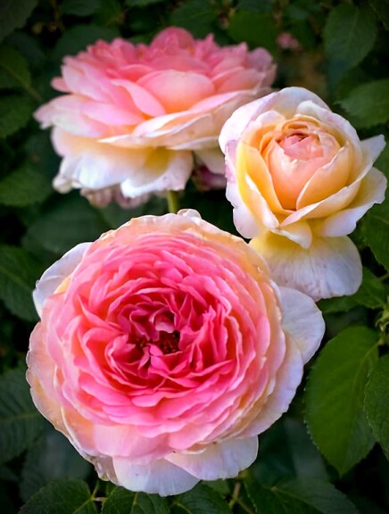 Роза 'Janon' - 2