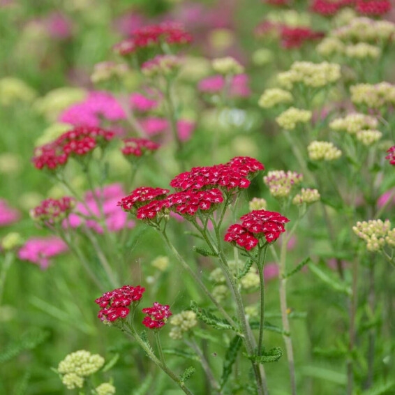 Тысячелистник гибридный 'Cassis' - 2