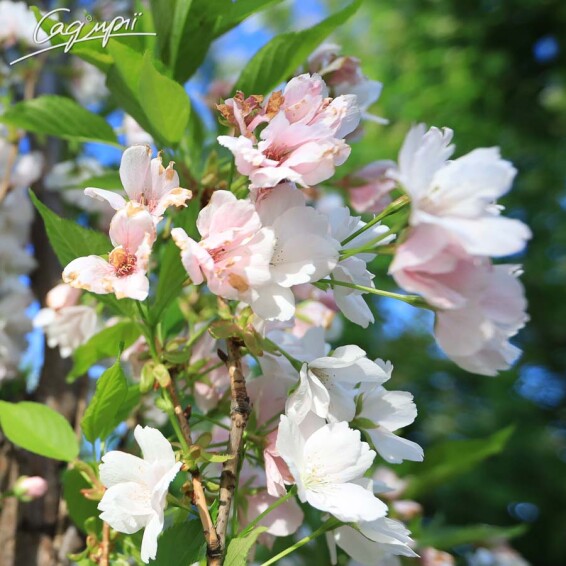 Сакура мелкопильчатая 'Amanogawa' #5, WRB 18--20 400-450 St. 1/2 - 6 Сакура мелкопильчатая 'Amanogawa' #5, WRB 18--20 400-450 St. 1/2 - 6