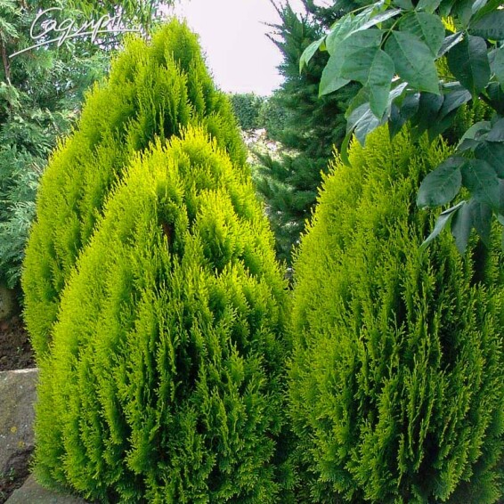 Туя восточная 'Elegantissima' - 2