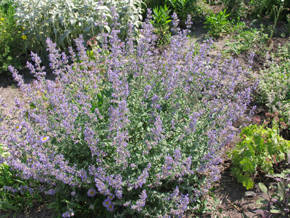 Котовник котячий - 1