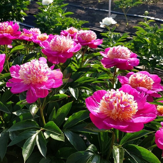 Пион травянистый 'Velma Atkinson' - 2