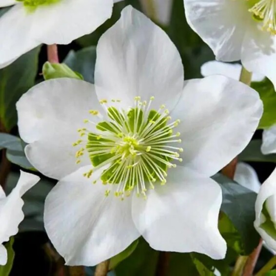 Чемерник чорний - 1