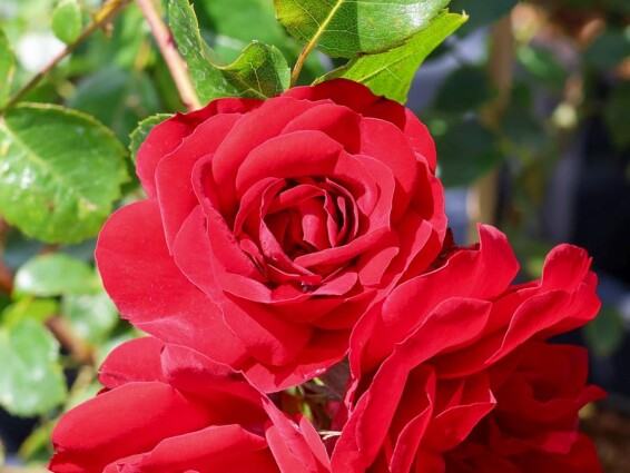 Роза плетистая 'Amadeus' - 10