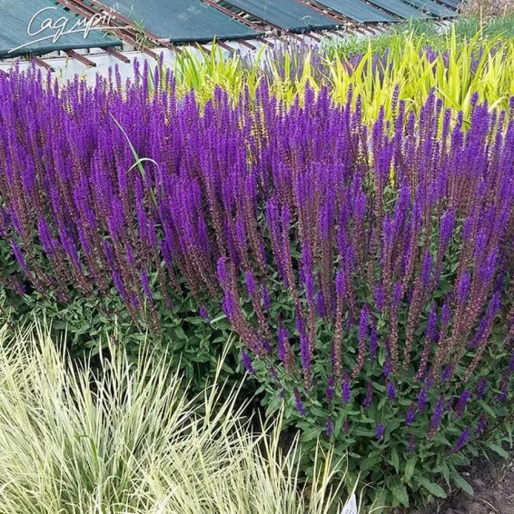 Шавлія лісова 'Caradonna Compact' ® PBR - 1