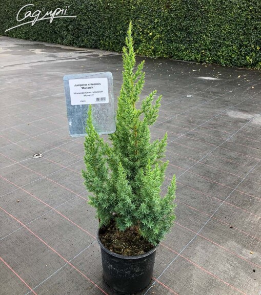 Можжевельник китайский 'Monarch' #3, C14 125-150 - 3