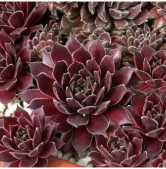 Молодило павутинисте 'Rubrum'