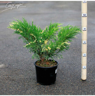 Можжевельник горизонтальный 'Variegata'