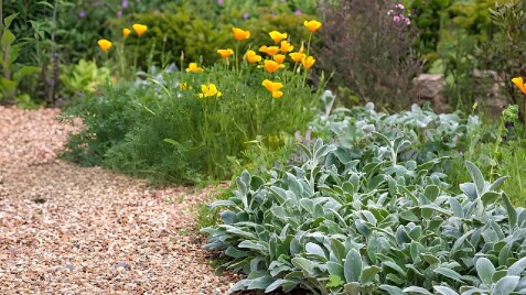 Чистець ‘Silver Carpet’ - новинка сезону