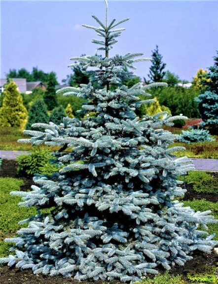 Ялина колюча 'Glauca Majestic Blue' #1, WRB - 100-125 - - 5