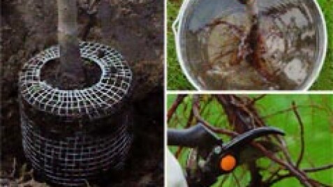 Как подготовить растение к посадке