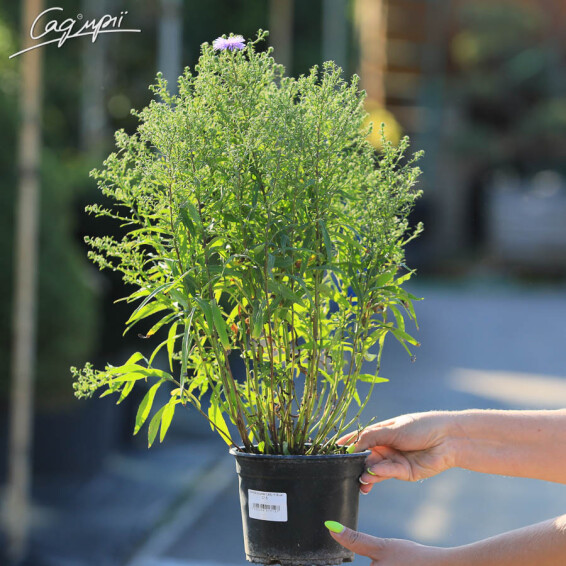 Айстра кущова 'Lady in Blue' - 2 Айстра кущова 'Lady in Blue' - 2