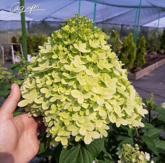 Гортензия метельчатая 'Little Lime' - 1