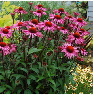 Ехінацея пурпурна 'Magnus'