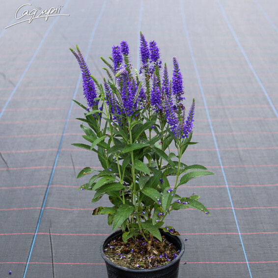 Вероника колосковая 'Blue Indigo' - 4 Вероника колосковая 'Blue Indigo' - 4