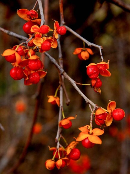 Целаструс круглолистий - 4