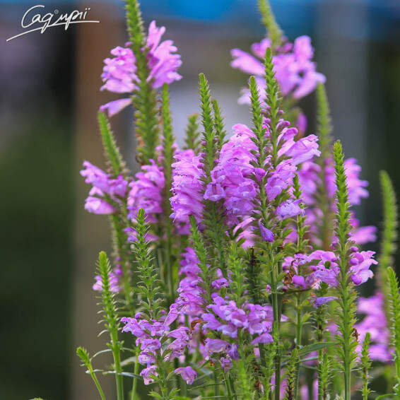 Фізостегія віргінська 'Vivid' - 1