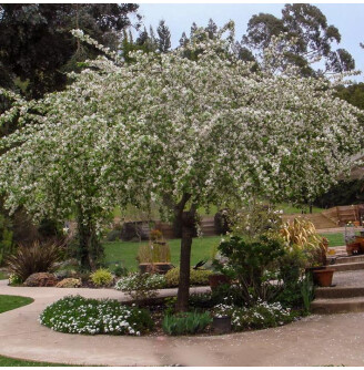 Яблуня 'Red Jade'