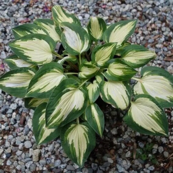 Хоста 'Fantasy Island' - 5