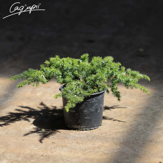 Можжевельник прибрежный 'Schlager' - 1