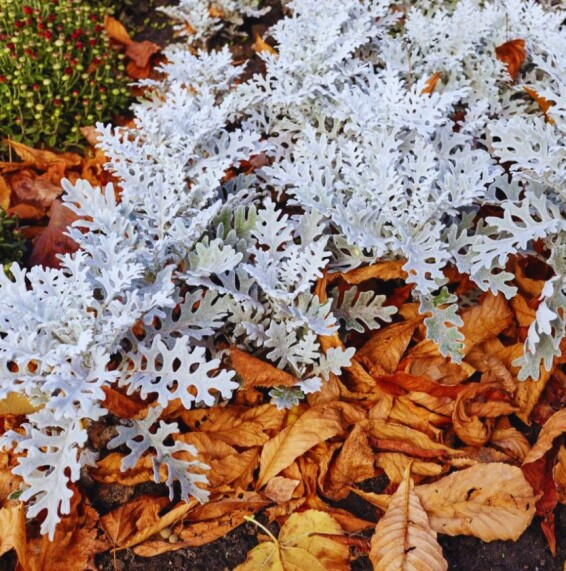 Цинерарія приморська 'Candicans' - 6 Цинерарія приморська 'Candicans' - 6