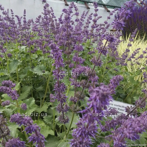 Шавлія кільчаста 'Purple Rain' - 3 Шавлія кільчаста 'Purple Rain' - 3