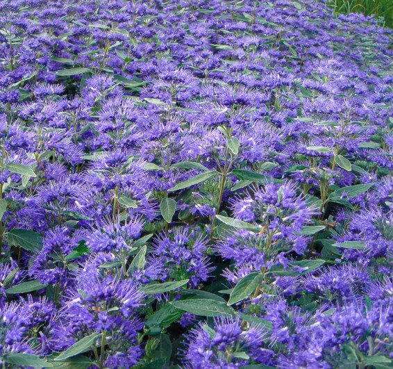 Кариоптерис кландонский 'Kew Blue' - 4