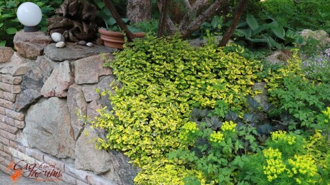 Бересклет Форчуна 'Emerald'n Gold' - отличный вечнозеленый кустарник для Вашего сада