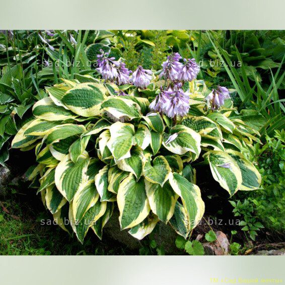 Хоста 'Wide Brim', C3 - - 2