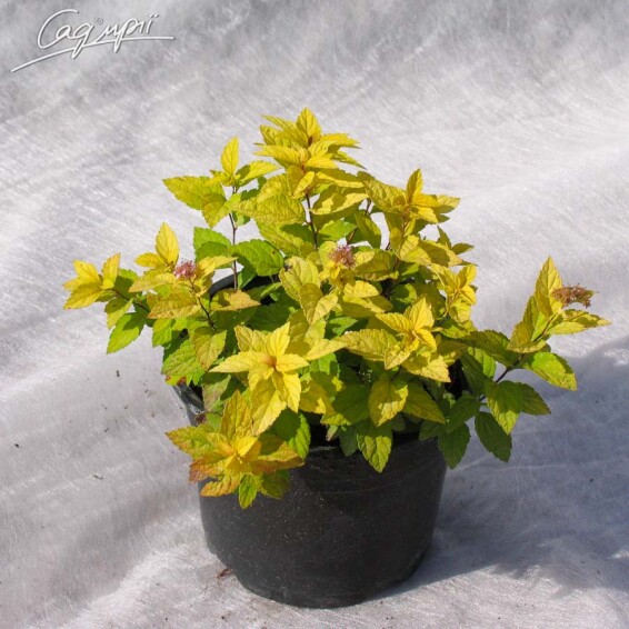 Спірея японська 'Goldmound' - 2