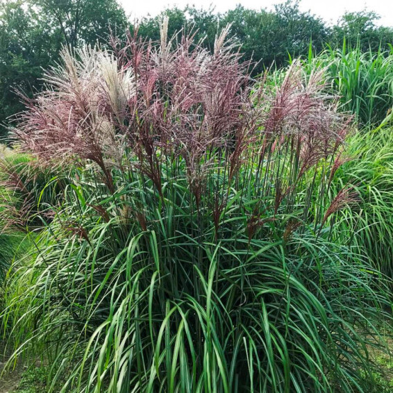 Міскантус китайський 'Serengeti®' - 1