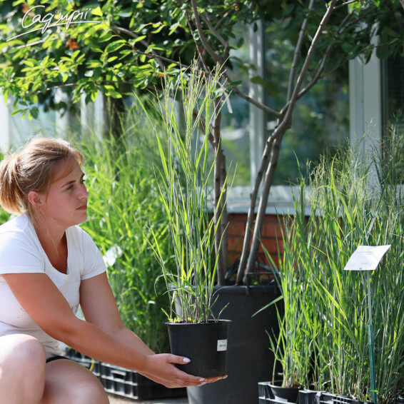 Просо вербовидне 'Heavy Metal' - 7 Просо вербовидне 'Heavy Metal' - 7