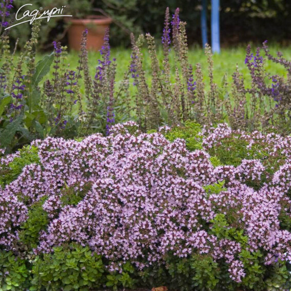 Материнка звичайна 'Compactum' - 7