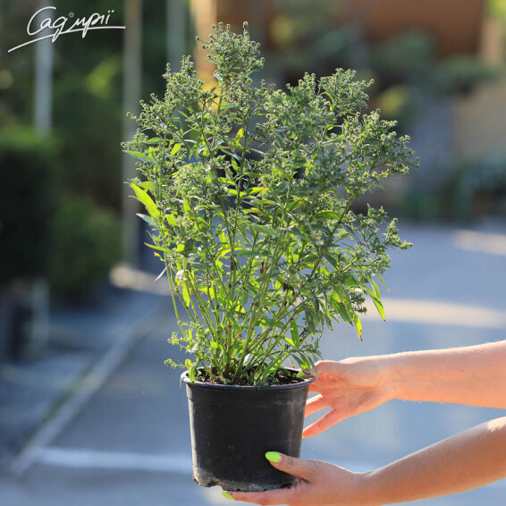 Айстра кущова 'Kassel', p9 - - 5