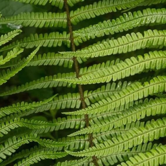 Щитовник (папоротник) валлеха - 5