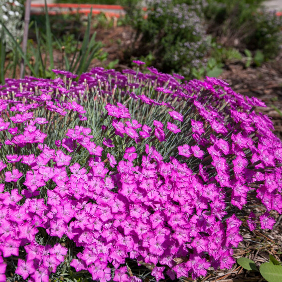 Гвоздика сірувато-блакитна 'Blauigel' - 3