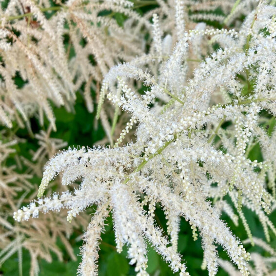 Арункус китайський ‘Zweiweltenkind’ #1, ГК - - 3