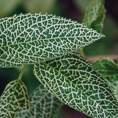 Форзиція корейська 'Kumson' #2, WRB - - 3