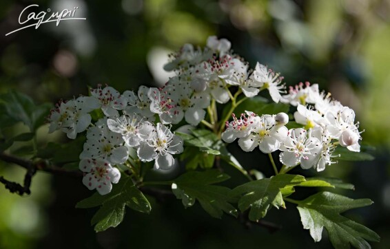 Глід сливолистий 'Splendens' #5, WRB 16--18 400-450 St. 160-180 - 7 Глід сливолистий 'Splendens' #5, WRB 16--18 400-450 St. 160-180 - 7