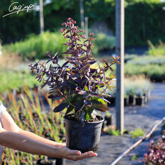 Очиток гібридний 'Jose Aubergine' ® - 2