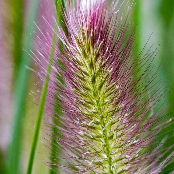 Перистощетинник лисохвостный 'Red head' - 7