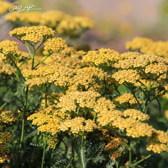 Тысячелистник гибридный 'Terracotta', p9 - - 1