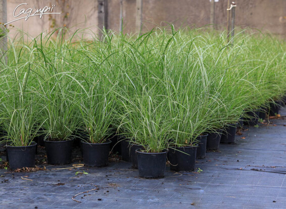 Мискантус китайский 'Red Chief', C3 - - 3