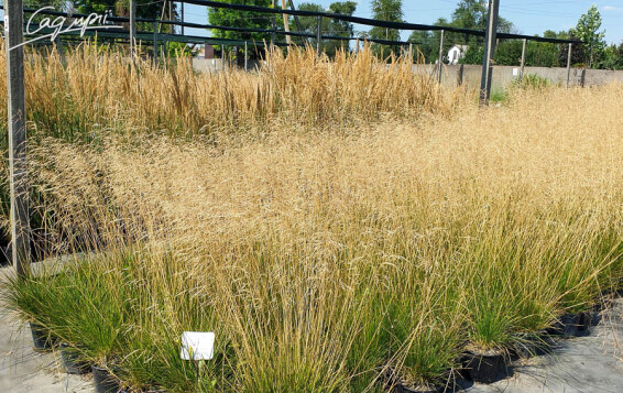 Щучник дернистий 'Bronzeschleier', C3 - - 5