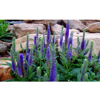 Вероніка колосиста 'Royal Candles'