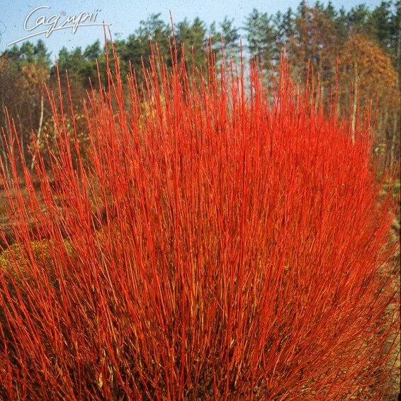 Свидина отпрысковая 'Cardinal' - 1