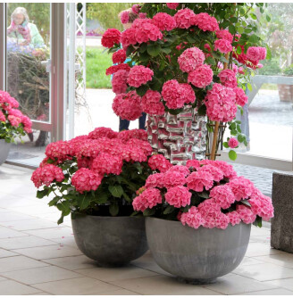 Гортензія крупнолиста 'Leuchtfeuer'