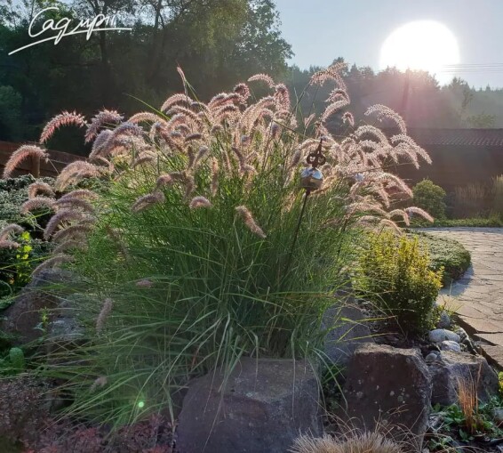 Перистощетинник восточный 'Flamingo' - 1