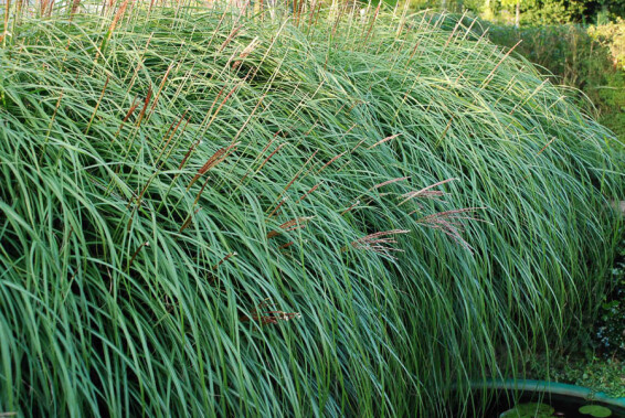 Міскантус китайський 'Krater' - 5