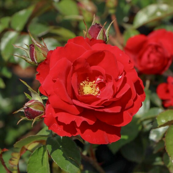 Роза плетистая 'Amadeus' - 8